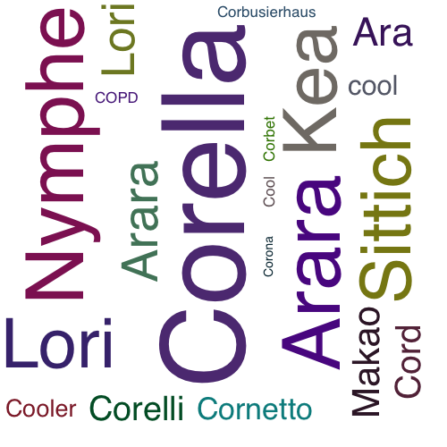 Ein anderes Wort für Corella - Synonym Corella