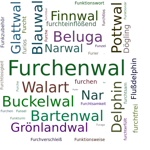 Ein anderes Wort für Furchenwal - Synonym Furchenwal