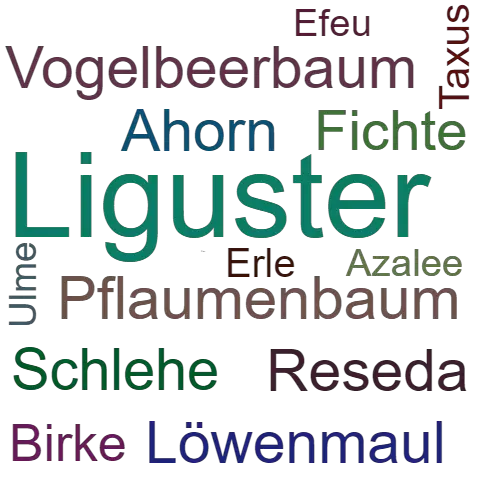 Ein anderes Wort für Liguster - Synonym Liguster
